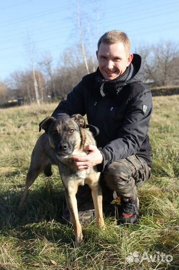 Добби-задорный, молодой песик ищет дом