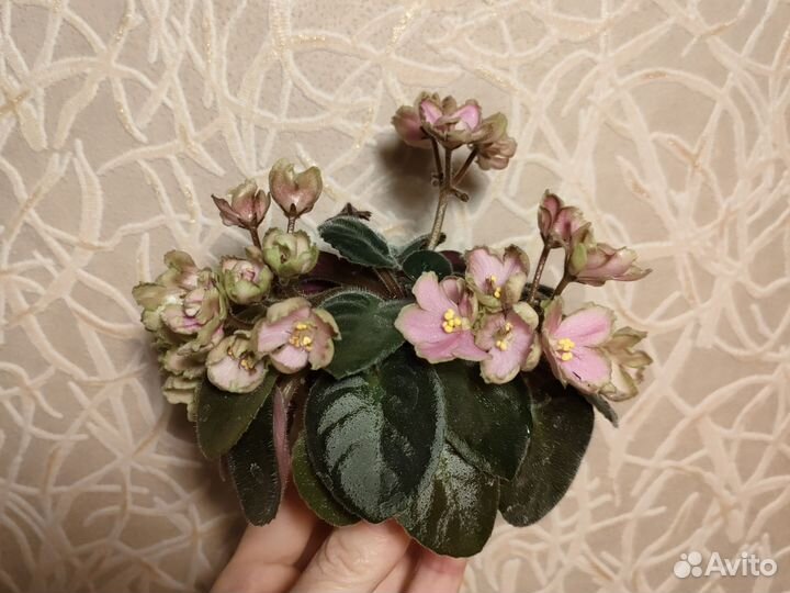 Мини-фиалка спорт