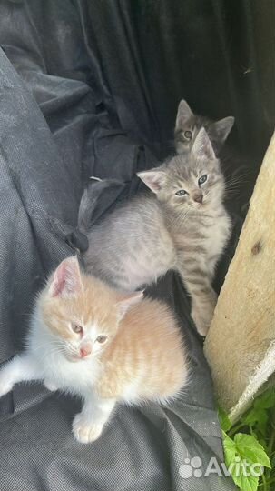 Кошка в дар бесплатно