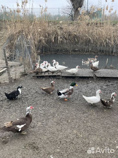 Кролик, утки