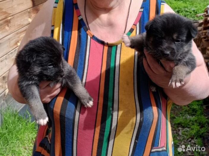 Щенки в добрые руки