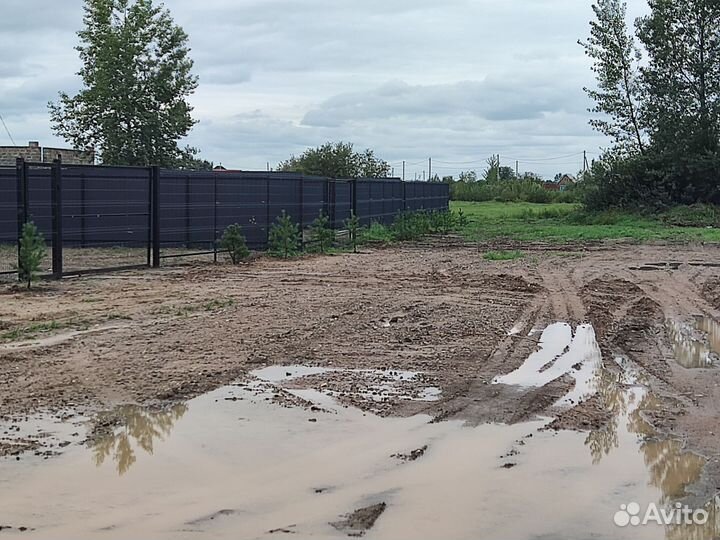 Сосна, молодняк для посадки, с корнем