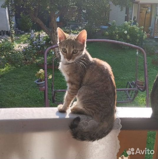 Котенок девочка 4мес