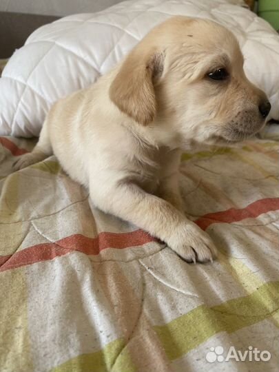 Щенки лабрадора