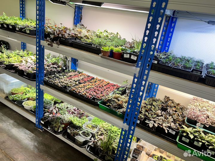 Растения для флорариума террариума палюдариума