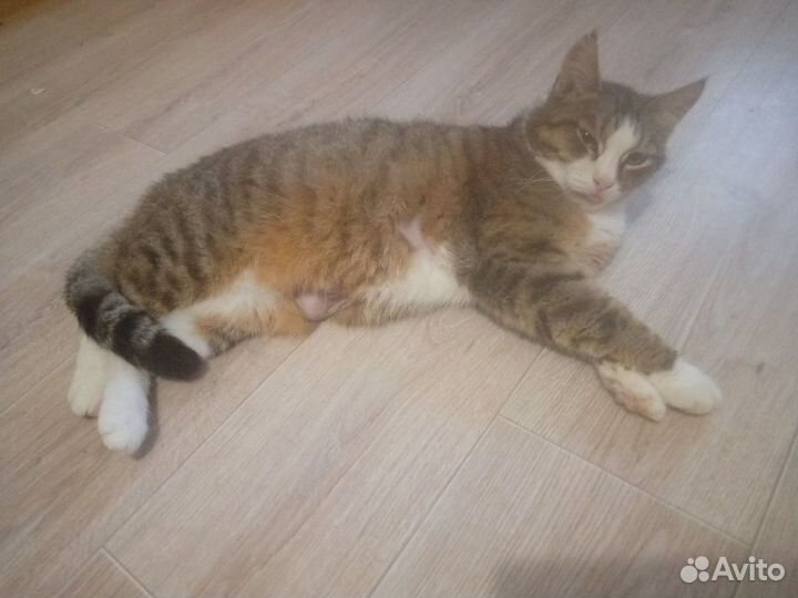 Кошечка Муся