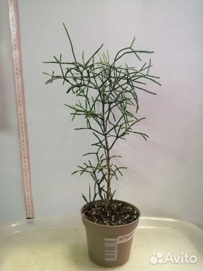 Нефролепис даффи и вариег, ктенанта, даво, хатиора