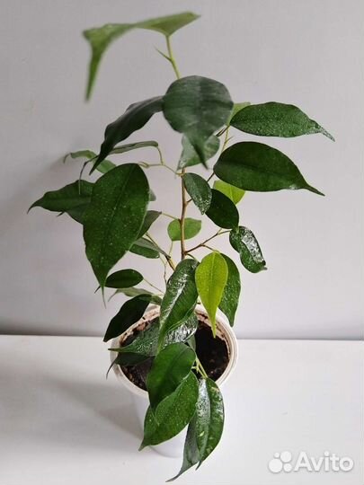 Фикус бенджамина