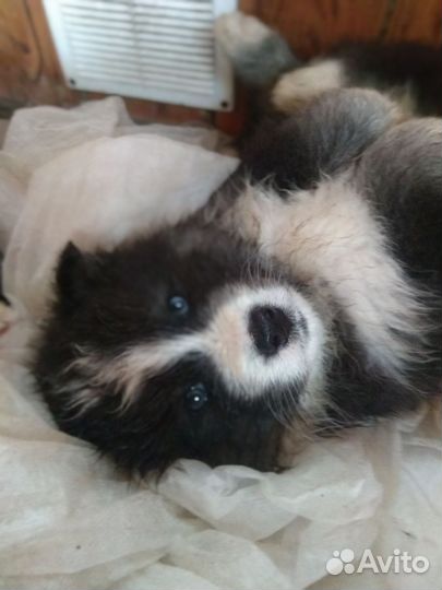 Щенки аляскис