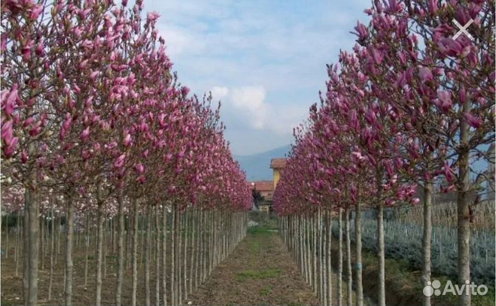 Магнолия на штамбе