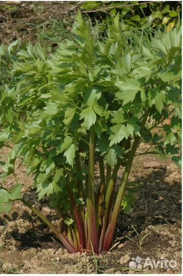 Любисток, Душица, Мята и Мелисса лимонная