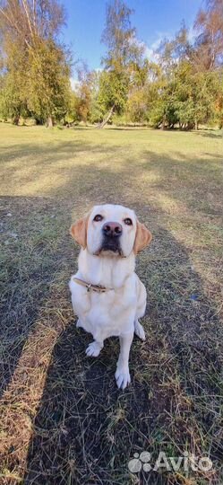 Вязка лабрадор девочка