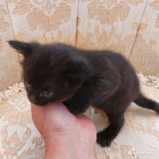 Котята в добрые руки даром