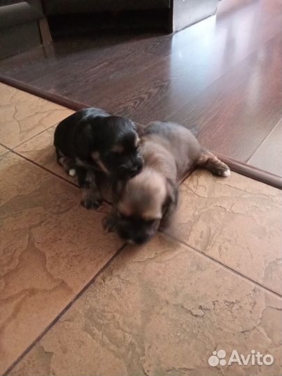 Щеночки мини шитпу