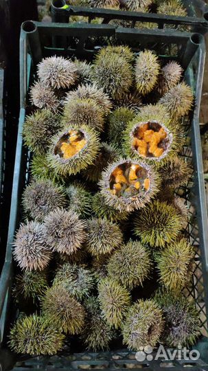 Морские ежи живые
