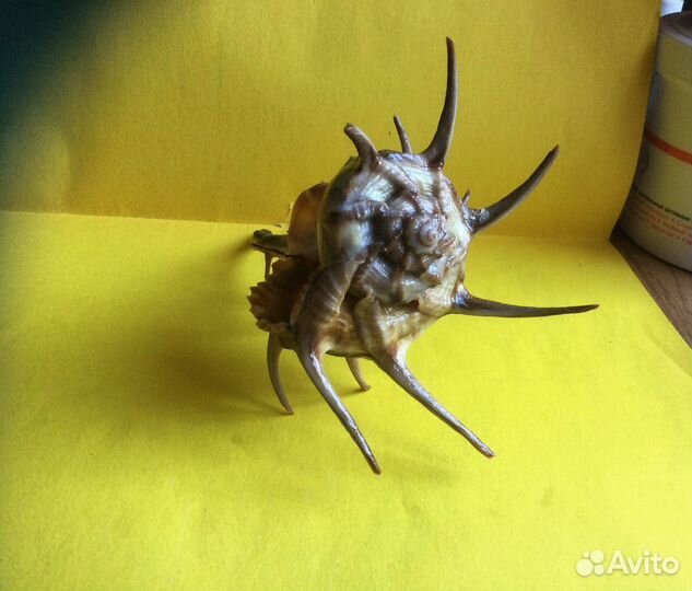 Морская раковина Murex (bolinus ) cornutus 155 мм