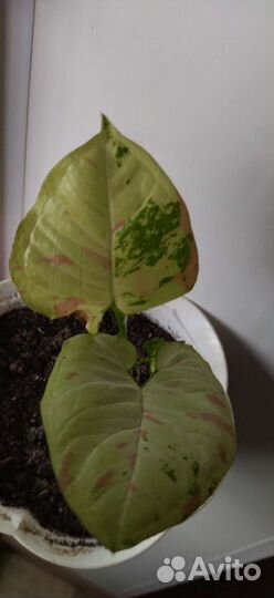 Сингониумы