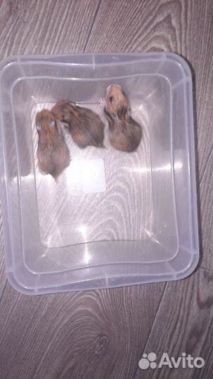 Сирийский хомяк