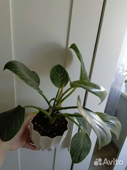 Филодендрон биркин вайт