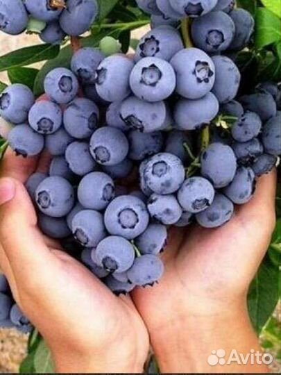 Саженцы голубики 2,3года