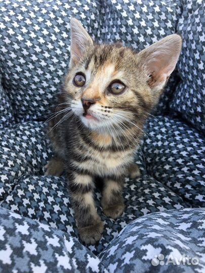 Отдам бесплатно