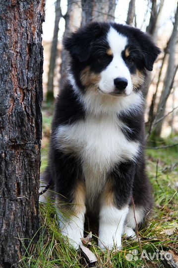 Щенки аусси