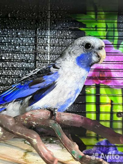 Попугай Розелла