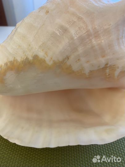 Больша морская раковина