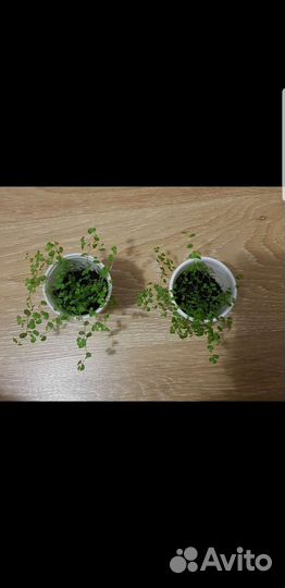 Солейролия