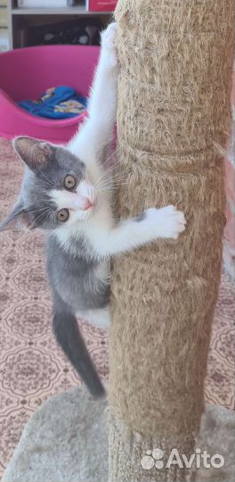 Кошка