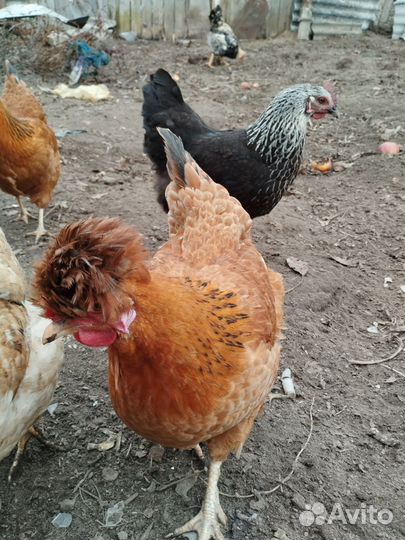 Яйцо куринное, инкубационное