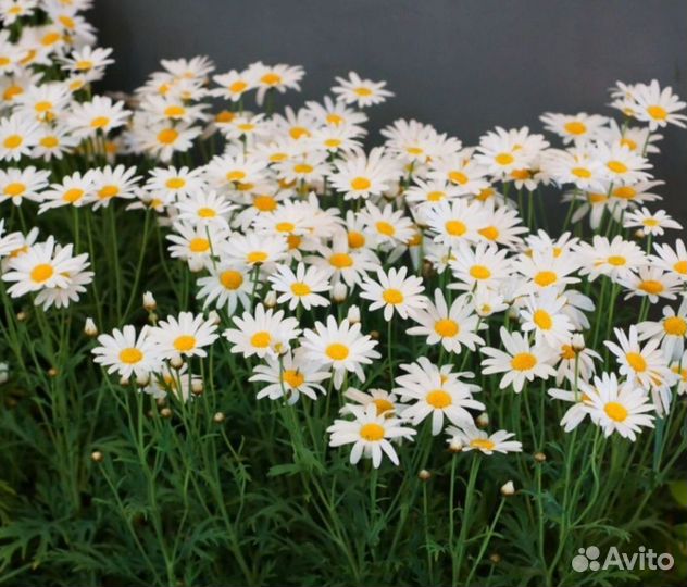 Ромашка садовая многолетняя. Саженцы