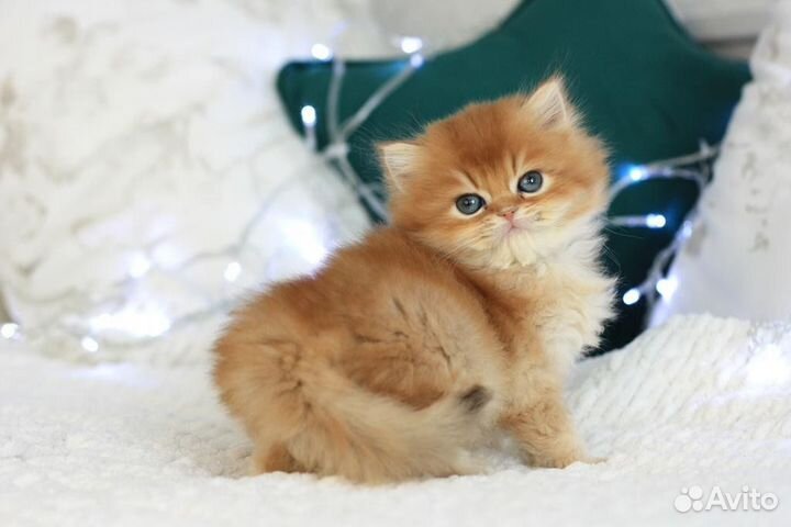 Котята британская золотая шиншилла