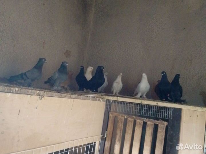 Андижанские голуби