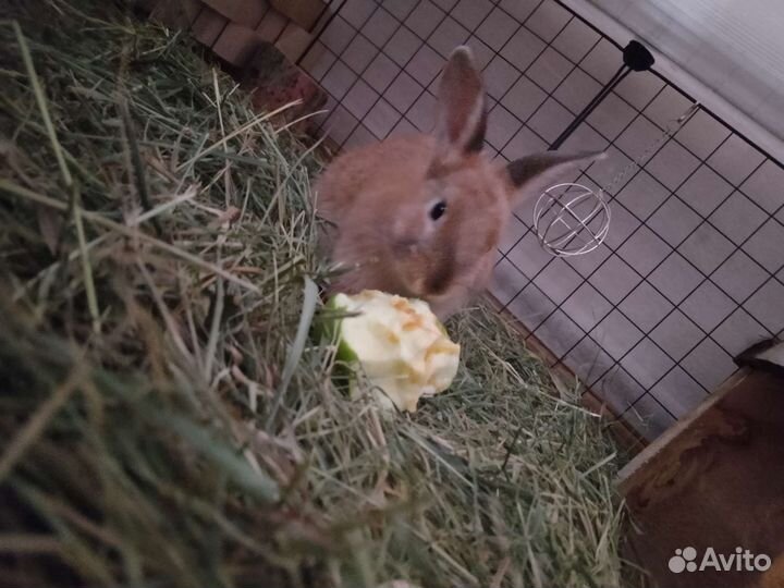 Декоративные кролики