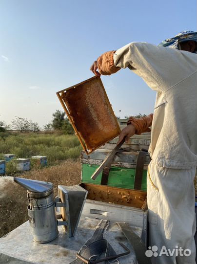 Рамка меда в сотах