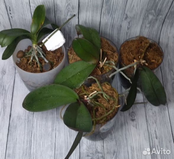 Орхидея фаленопсис