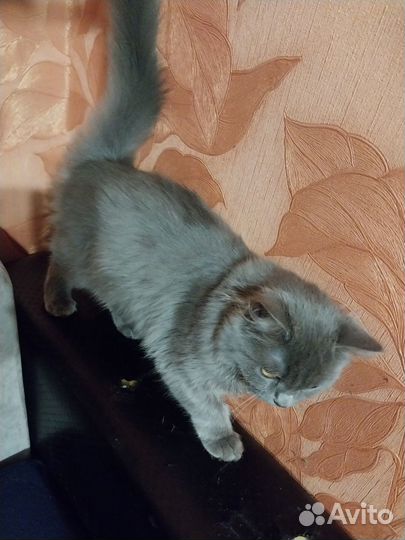 Отдам бесплатно