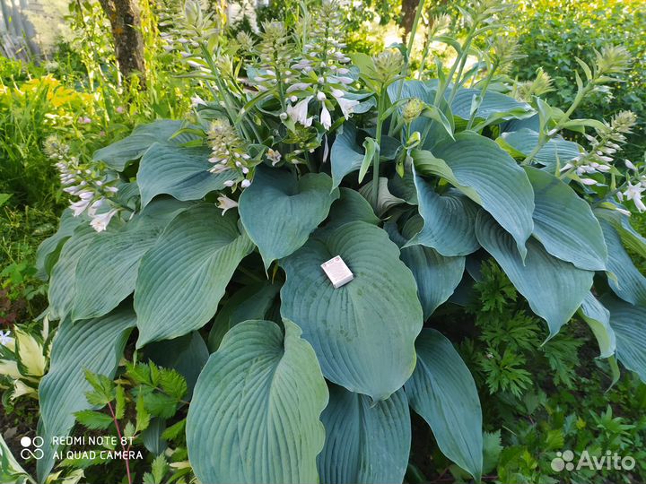 Хосты разные