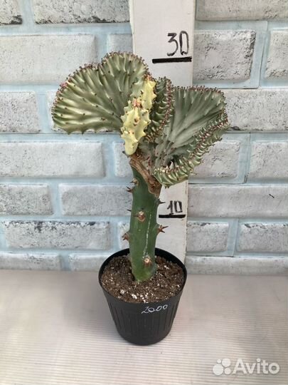 Эуфорбии редкие из питомника