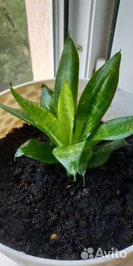 Сансевиерия с малышами