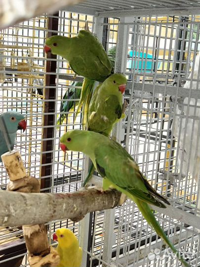 Ожереловый попугай птенцы