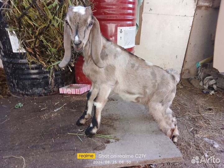 Нубийский козлик