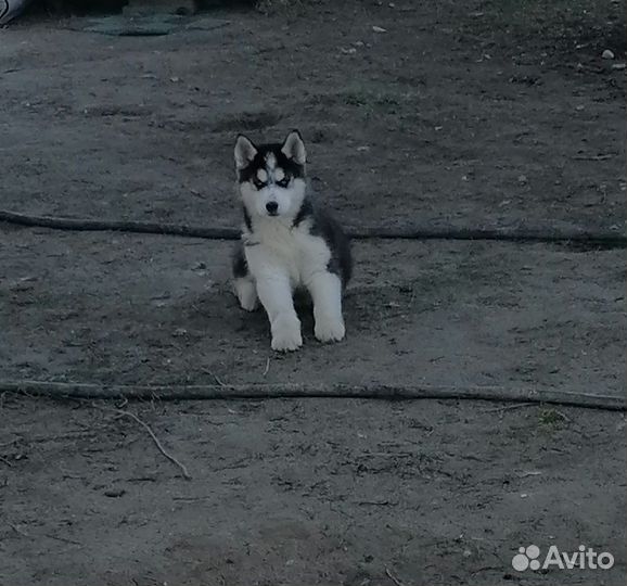 Щенки сибирской хаски