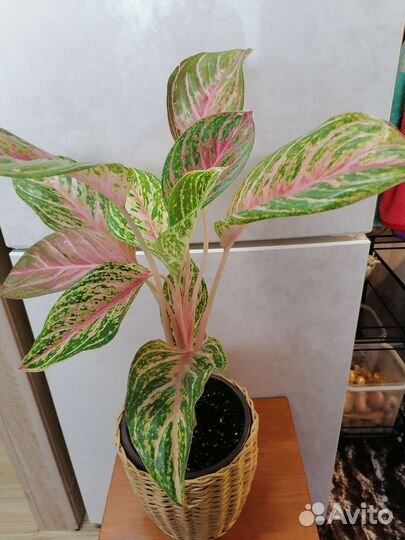 Комнатные цветы