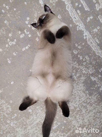 Кошка