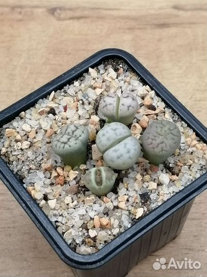 Литопсы (живые камни)