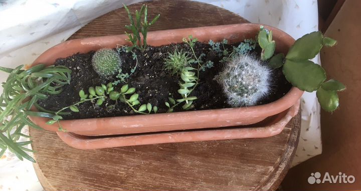 Кактусы и другие цветы