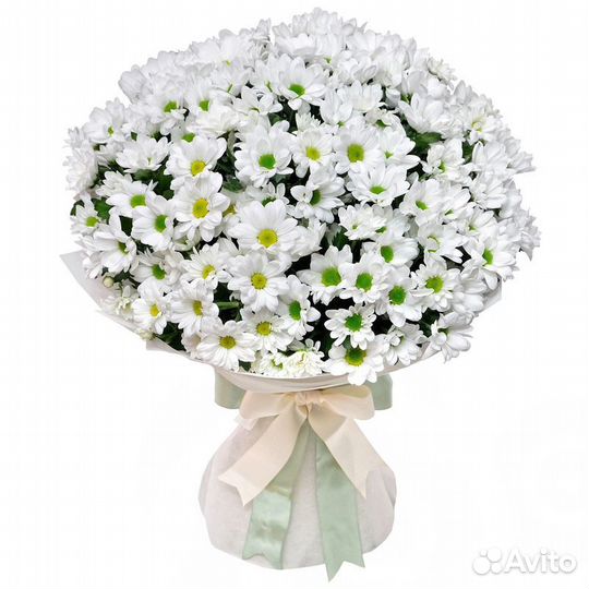 Хризантема кустовая.Букет цветов. Хризантема 15,25