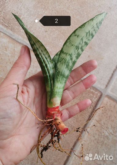 Сансевиерия Каспер, Ева, Муншайн